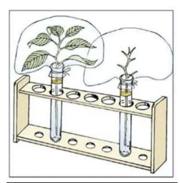 Plant Transpiration Experiment