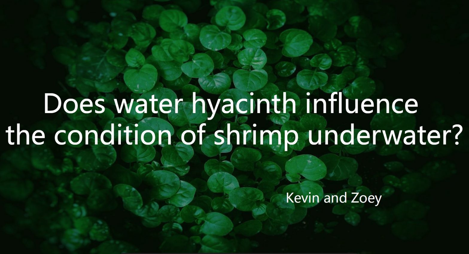 Does the Water Hyacinth Affect the Condition of Shrimp Under Water?